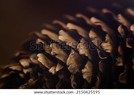Forest cone bump sequoia background texture macro