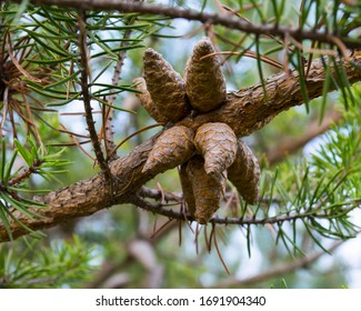 forest cones close-up in the forest