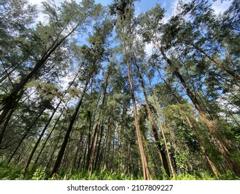 Forest Coney Island Singapore Trees