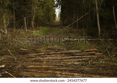 Similar – Foto Bild Valentinstag Wald Baum