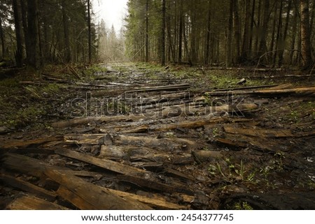 Foto Bild Valentinstag Wald Baum