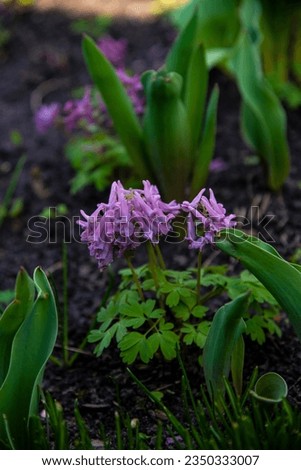 Forest corydalis (Corydalis solida, fumewort) tender wild lilac primroses blooming in clusters. First spring flowers and plants in woodland. Spring forest texture, dark soil background. Floral closeup