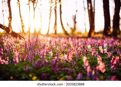 The Forest Is Covered With Corydalis Cava Flowers In Sunny Day Undercover Of The Tree Canopy. Location Place Ukraine, Europe. Soft Selective Focus. Vibrant Photo Wallpaper. Beauty Of Earth.