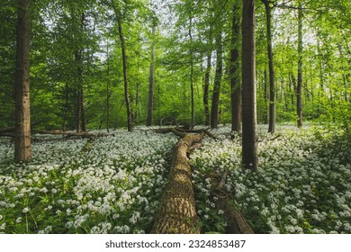 Forest covered with flowering white bear garlic, Allium ursinum, during the spring months. The white flowers give the forest a supernatural quality.
