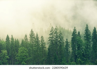Forest covered in white fog - Powered by Shutterstock