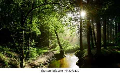 Forest With Creek