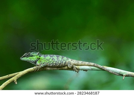 Forest crested lizard ( Calotes emma ) on a dry branch
