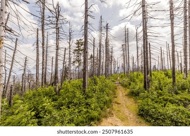 Forest damaged by  European spruce bark beetle in Beskydy mountains, Czech Republic