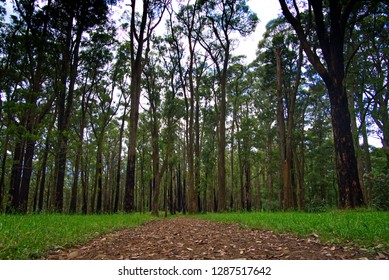 Forest At Dandenong Ranges