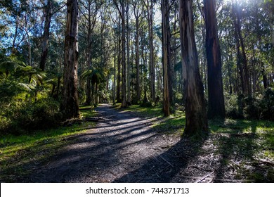 Forest In The Dandenong Ranges