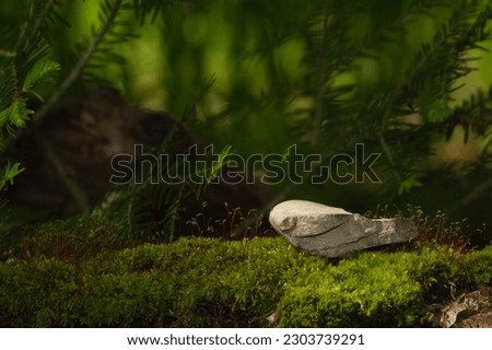 Forest, dark, green background with a podium in the form of a stone.