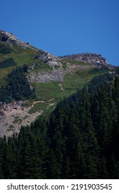 A Forest Of Dark Green Pine Trees On A Rocky Mountain Terrain At Mt. Rainier National Park.