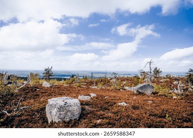 Forest with dead spruce and deciduous trees on top of Mount Vottovaara in Karelia, Russia
