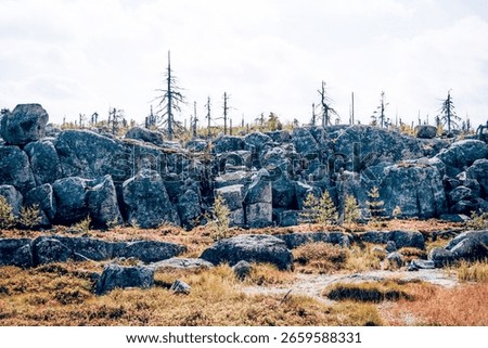 Forest with dead spruce and deciduous trees on top of Mount Vottovaara in Karelia, Russia
