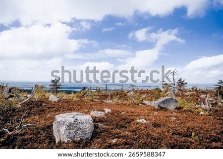 Forest with dead spruce and deciduous trees on top of Mount Vottovaara in Karelia, Russia