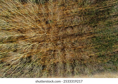 forest of deciduous leafless trees in winter, seasonal background. overhead view from a drone - Powered by Shutterstock