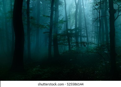 Forest Of Deciduous Trees At Night Illuminated By Moonlight, Spooky Mystic Atmosphere