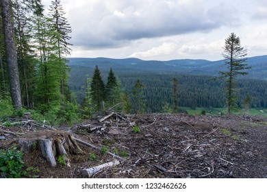 Forest Decline In Black Forest Germany