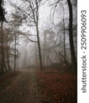 Forest in dense fog, with a lonely road disappearing in thick mist. Foggy trees like ghosts. Spooky landscape, frightening deformations. Halloween, Bad Zwesten, Hesse, Germany, European. Melancholy