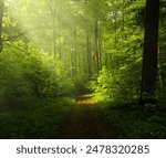 Forest, dense forest surrounded by foliage and large trees, green forest, fear
