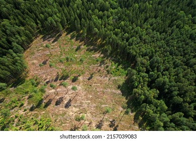 4,605 Disappearance forest Images, Stock Photos & Vectors | Shutterstock