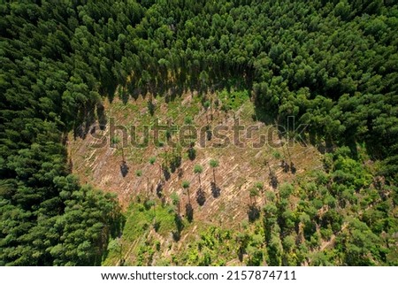 Forest destruction and felling of trees, drone view Deforestation forest and Illegal logging. Cutting trees. Stacks of cut wood. Forests illegal disappearing. Forests illegal disappearing. 