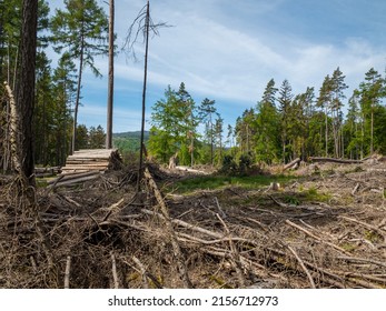 Forest Dieback In Germany, Hessen Taunus