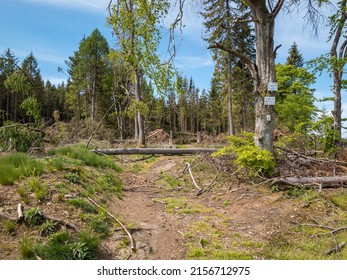 Forest Dieback In Germany, Hessen Taunus