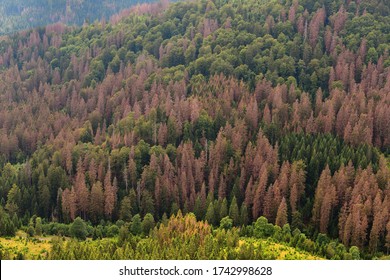 Forest dieback in northern central Germany, Europe. Dying spruce trees in the Harz National Park, Lower Saxony. Drought and bark beetle infestation in summertime.