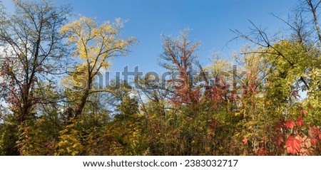 Forest with different deciduous trees and maiden grapes climbing on them with autumn bright varicolored leaves against the sky and shrubs thickets on a foreground, panoramic view
