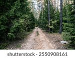 Forest dirt path. Forest and nature with empty road