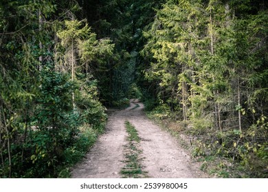 Forest dirt path. Forest and nature with empty road - Powered by Shutterstock