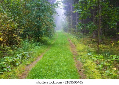 Forest Dirt Road In Early Autumn