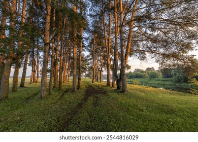 Forest with a dirt road leading through it. The trees are tall and the sky is clear - Powered by Shutterstock