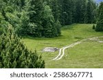 A forest with a dirt road in the middle. Trees are in the background. There are some logs on the ground