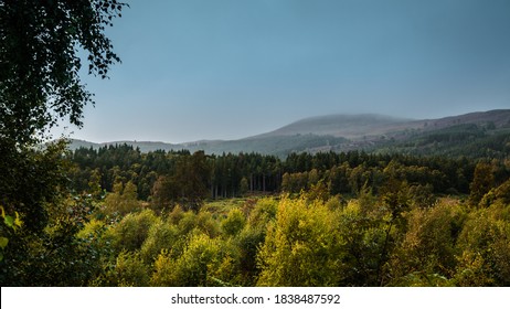 Forest with distant hill, treetops