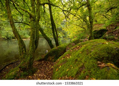 Forest In The Dordogne Valley In France