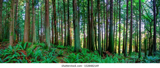 Forest Of Douglas Fir Trees