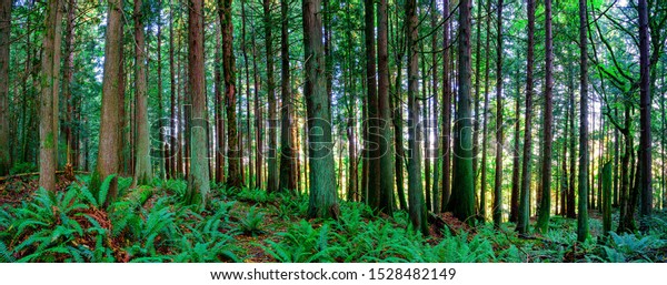 Forest of Douglas Fir\
Trees