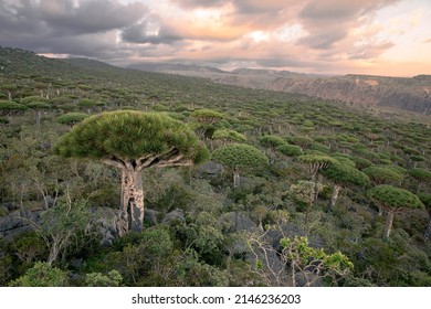 Forest Of Dragon Blood Trees During Sunset. Socotra, Yemen.