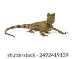 Forest dragon lizard isolated on white, reptile skin and spike, Gonocephalus chamaeleontinus, animal closeup