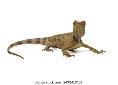 Forest dragon lizard isolated on white, reptile skin and spike, Gonocephalus chamaeleontinus, animal closeup