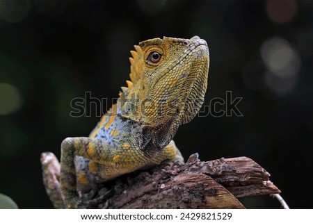Forest dragon lizard on branch, beautiful spike and skin lizard, animals close-up