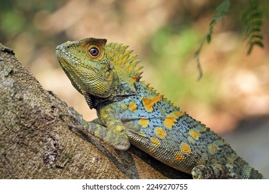 Forest dragon lizard on tree, beautiful spike and skin lizard, animals close-up