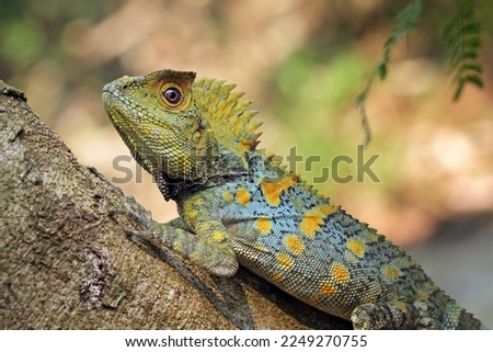 Forest dragon lizard on tree, beautiful spike and skin lizard, animals close-up