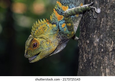 Forest dragon reptile on a branch, Gonocephalus chamaeleontinus, animal closeup