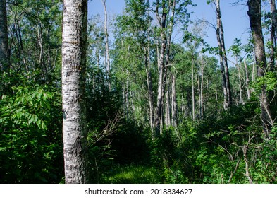 Forest In Duck Mountain Provincial Park, Manitoba, Canada