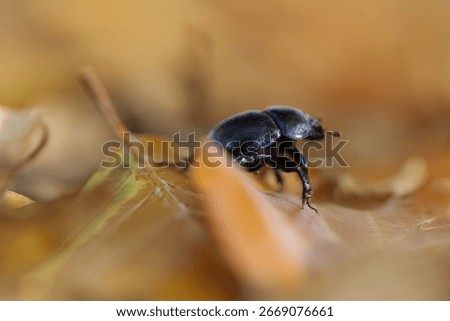 Forest dung beetle seen from the side among brown leaves, close-up Forest dung beetle among brown leaves, its body glistening, Forest dung beetle shimmers blue in the light, Anoplotrupes stercorosus