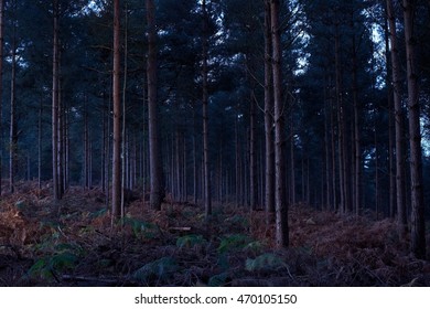 Forest at dusk