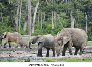 Forest Dwelling Elephant (Loxodonta Africana Cyclotis), Of Congo Basin. Dzanga Saline (a Forest Clearing) Central African Republic, Dzanga Sangha. Africa